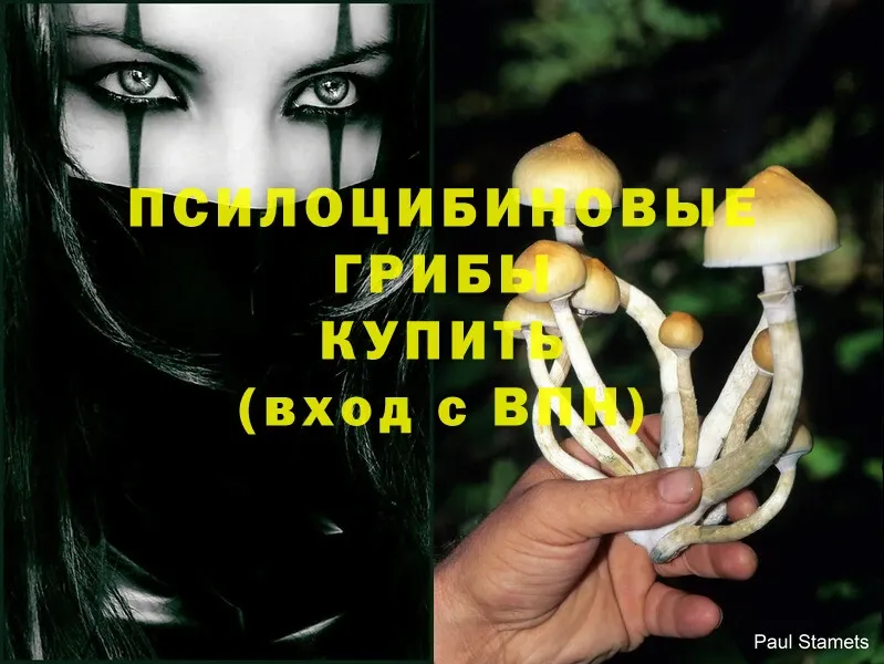 Галлюциногенные грибы Psilocybe  Калач 