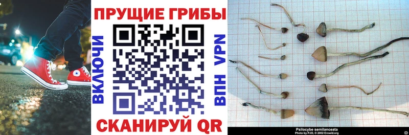 Галлюциногенные грибы Psilocybe Калач